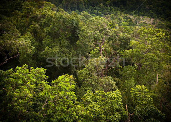 Selva paisagem tropical vibrante verde Foto stock © THP