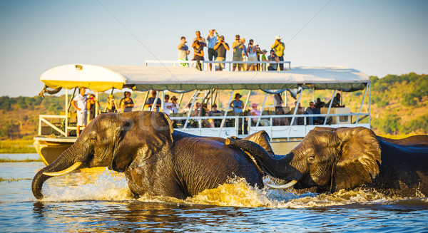 African Elephant Safari Stock photo © THP