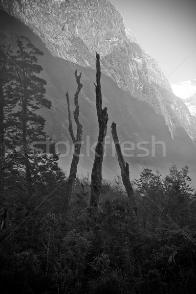 Milford Track Stock photo © THP