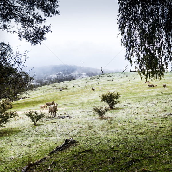 Winter Sheep Stock photo © THP
