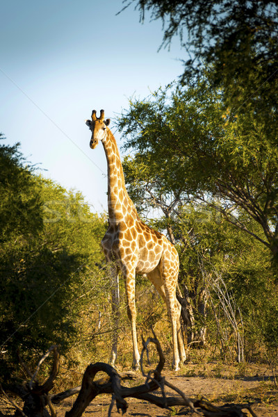Giraffe Stock photo © THP