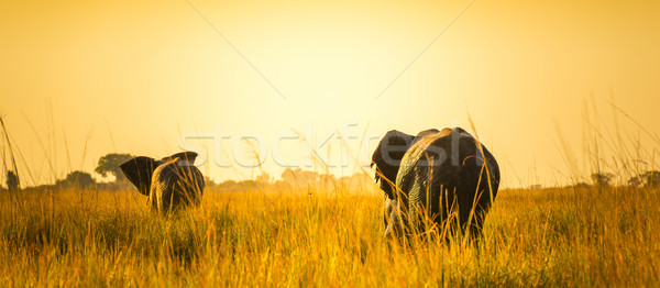 Elephants Walking Away On African Plains Stock photo © THP