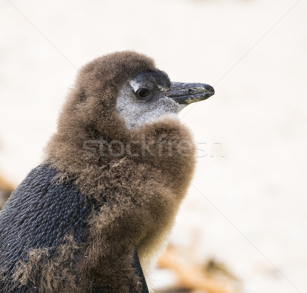 Juvenilis afrikai pingvin tengerpart Dél-Afrika Stock fotó © THP