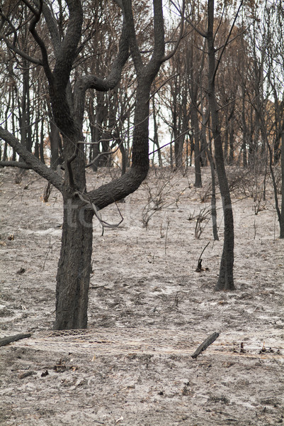 Bush Fire Stock photo © THP