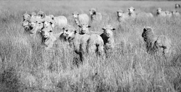 Smiling Sheep Stock photo © THP