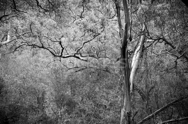 Forestales espectacular denso exuberante árbol naturaleza Foto stock © THP