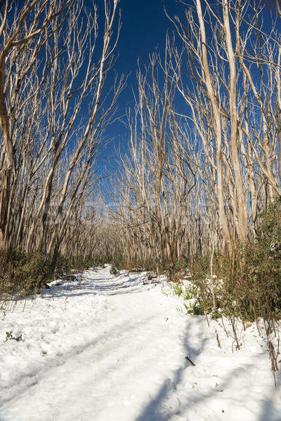 Snow Trees Stock photo © THP