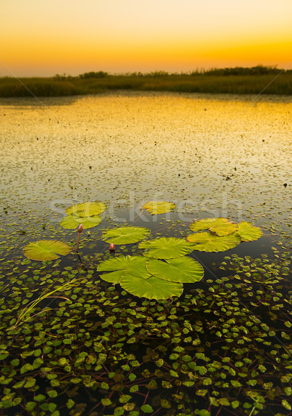 Lily Pads Stock photo © THP