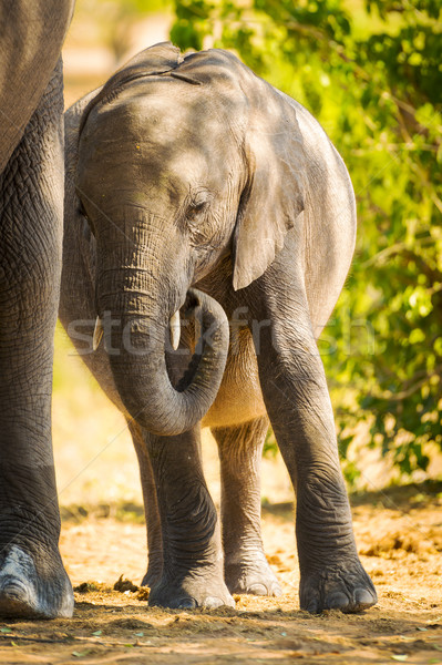 Stock fotó: Baba · elefánt · áll · anya · vad · Botswana