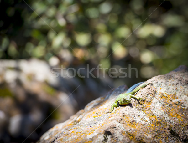 Emerald Swift Lizard basking Stock photo © THP