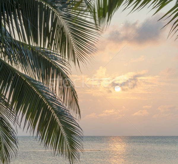 Caribbean Sunrise Palms Background Stock photo © THP