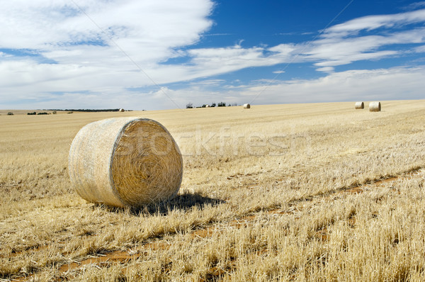 Harvest Stock photo © THP