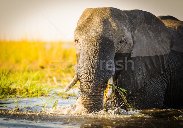 Stock photo: Chobe National Park Elephant