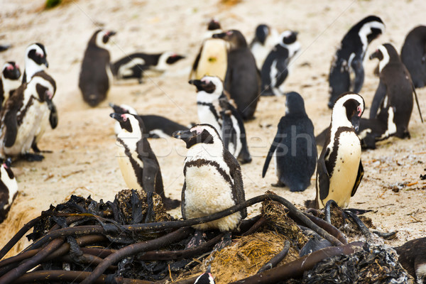 Penguen koloni Afrika Stok fotoğraf © THP