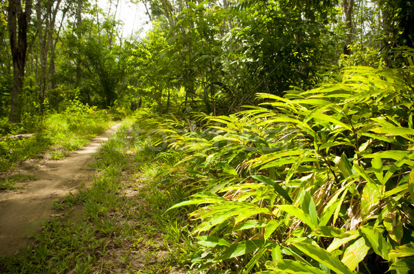 Borracha plantação estrada árvore madeira asiático Foto stock © THP