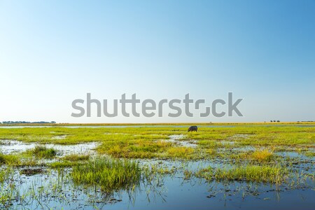 Hippo In Chobe National Park Stock photo © THP