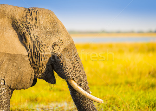 Smiling Elephant Africa Background Stock photo © THP