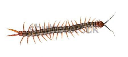 Centipede Isolated Stock photo © THP