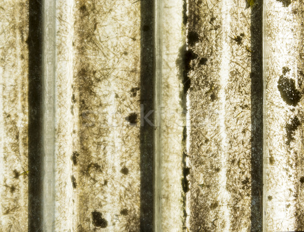 Ammuffito verde muffa casa nero sporco Foto d'archivio © THP