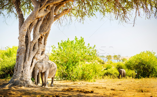 Baby Elephant Hiding Under Tree Stock photo © THP