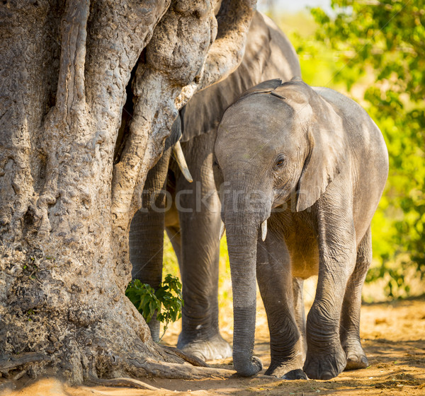 Elefante rebanho jovem borda Botswana Foto stock © THP