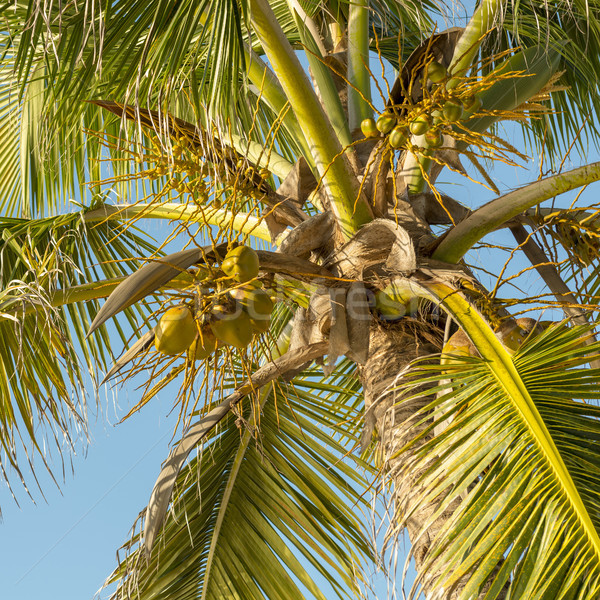 Coconut Palm Tree Stock photo © THP