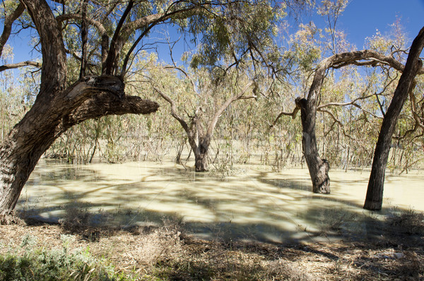 Darling River, Australia Stock photo © THP
