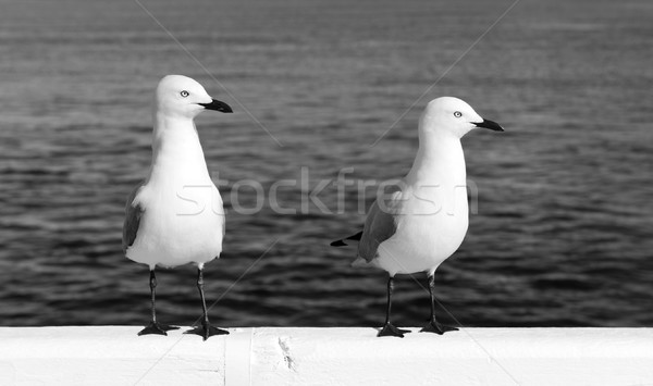 Seagulls Stock photo © THP