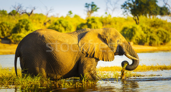 Young Elephant Stock photo © THP