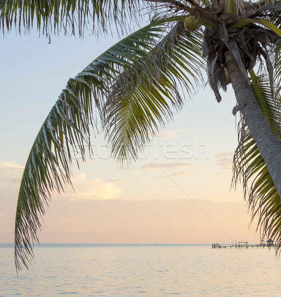 Caribbean Sunrise Palms Background Stock photo © THP