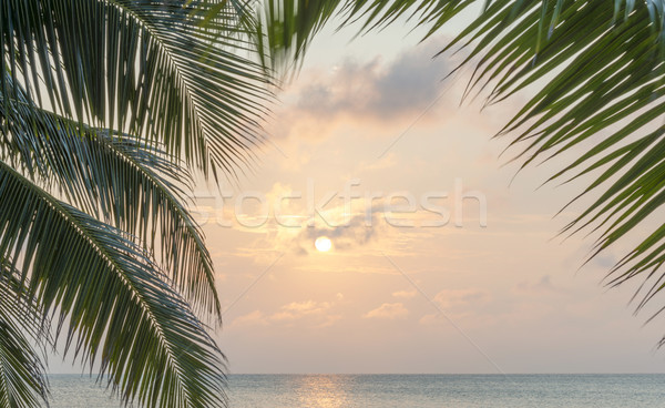 Caribbean Sunrise Palms Background Stock photo © THP