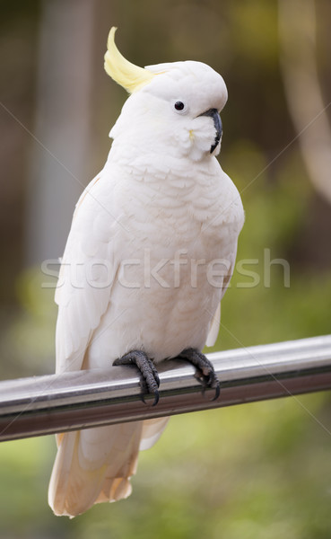 Sulphur Crested Cockatoo Stock photo © THP