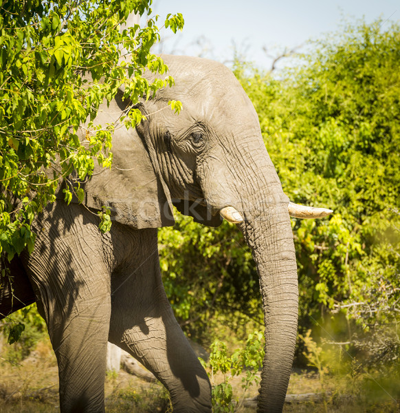 Adult Elephant Portrait Stock photo © THP