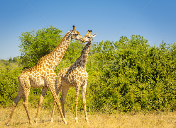 Giraffe in Africa Stock photo © THP