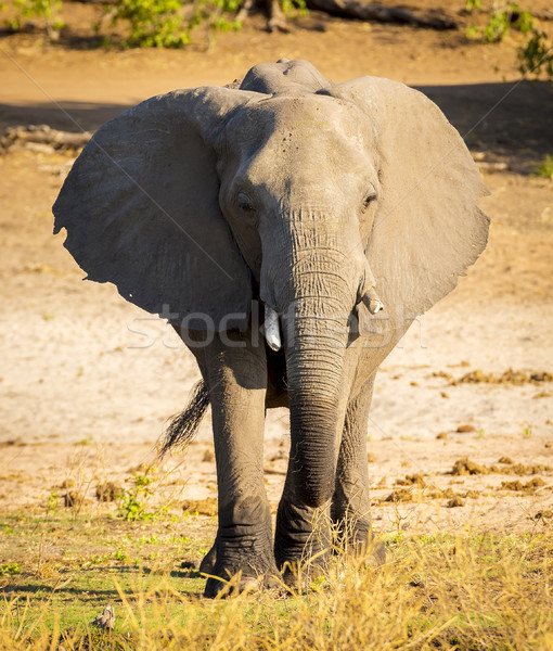 Stock photo: Chobe National Park Elephant