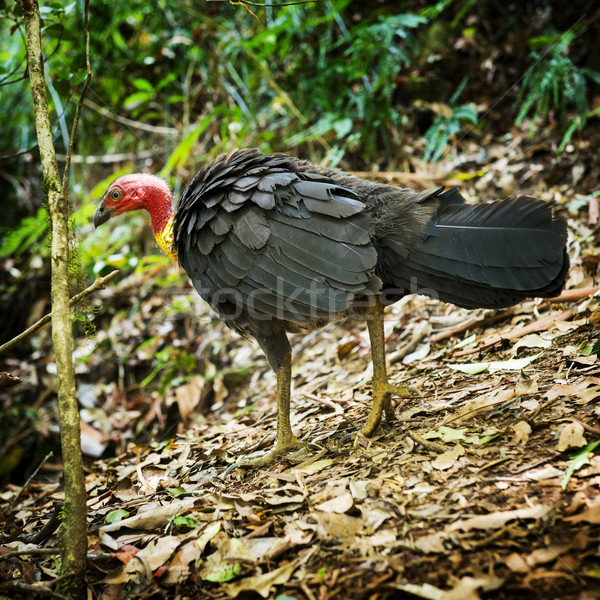 Pennello Turchia selvatico queensland in giro Foto d'archivio © THP