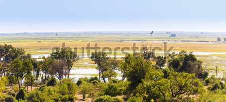 Chobe National Park Stock photo © THP