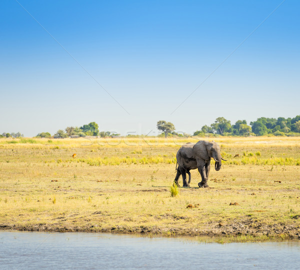 Fil park Botsvana yürüyüş Afrika hayvan Stok fotoğraf © THP