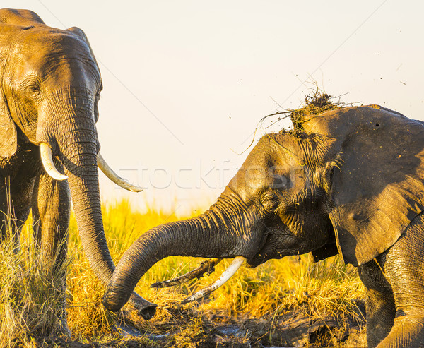 Stock foto: Elefanten · spielen · Schlamm · jungen · alten · Flussufer