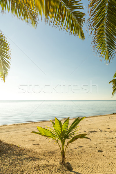 Fresh Palm Tree Growing Stock photo © THP