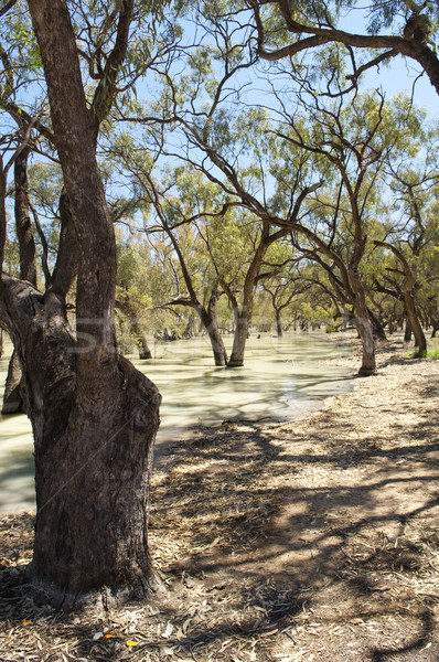 Darling River, Australia Stock photo © THP