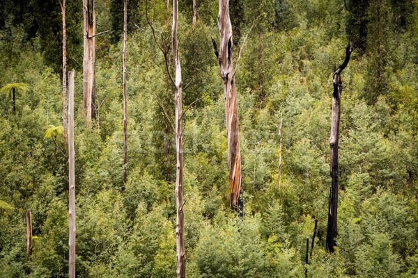 Australian Forest Stock photo © THP