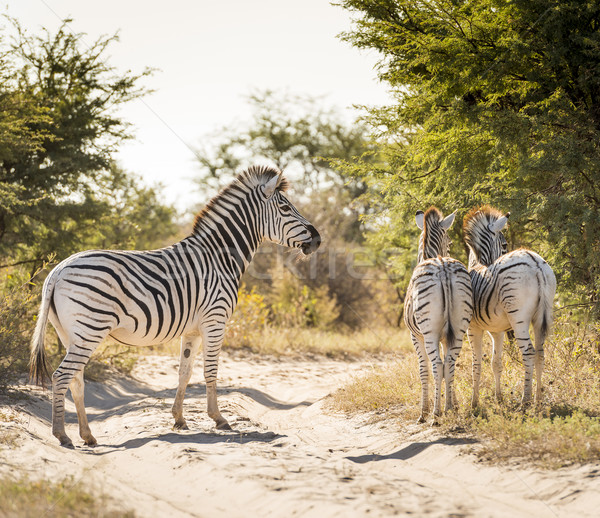 Stock fotó: Zebra · család · baba · Botswana · Afrika · természet