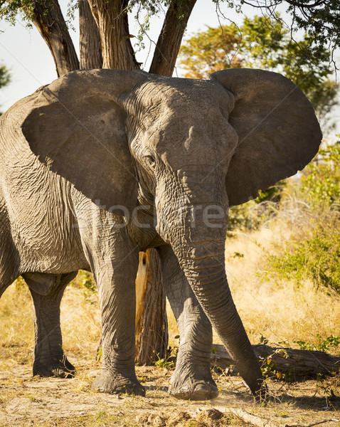 African Elephant Portrait Stock photo © THP