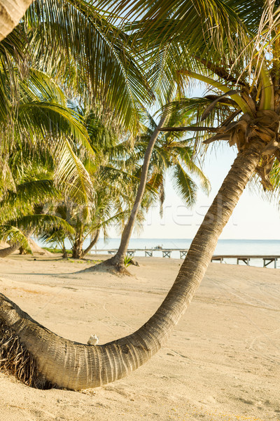 Tropical Beach Palmtree Stock photo © THP