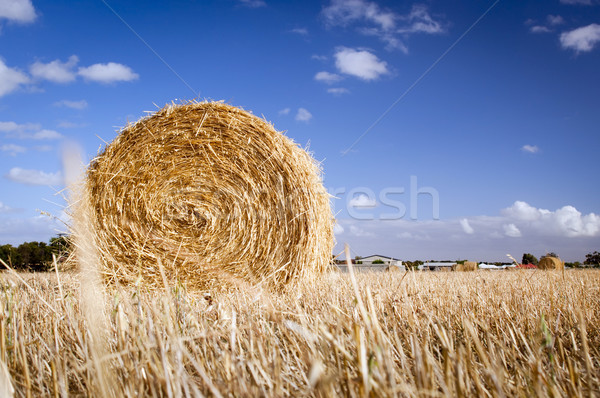 Hay Bales Stock photo © THP