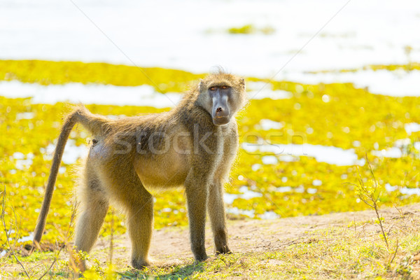 Habeş maymunu park Afrika doğa portre safari Stok fotoğraf © THP