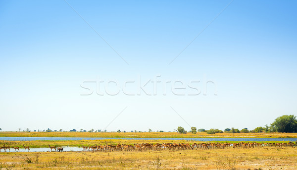 Animals At Watering Hole In Africa Stock photo © THP