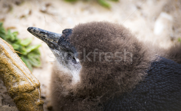 Moulting Juvenile African Penguin Stock photo © THP