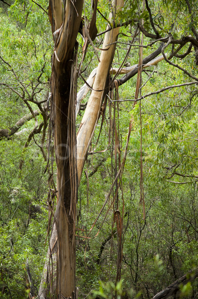 森林 壮大な 豊かな 自然 風景 ストックフォト © THP